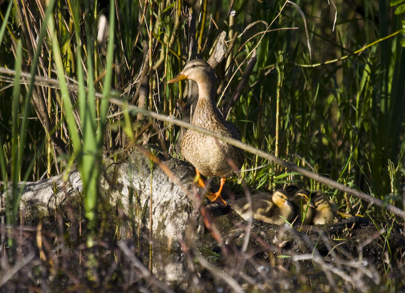 Mallard And Ducklings